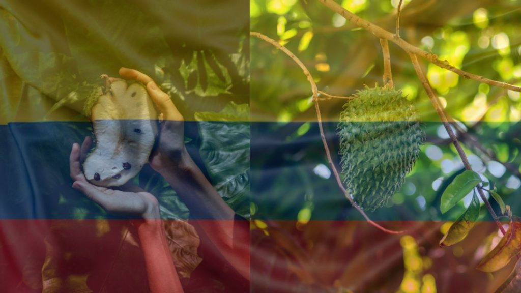 Colombia como referente mundial de la guanábana