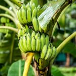 Banano de Colombia