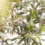 Parámetros del cultivo de olivos