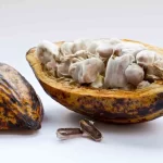 Cultivo de cacao en Colombia