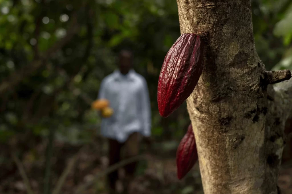 Cultivo de cacao en colombia