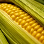 cultivo de maíz