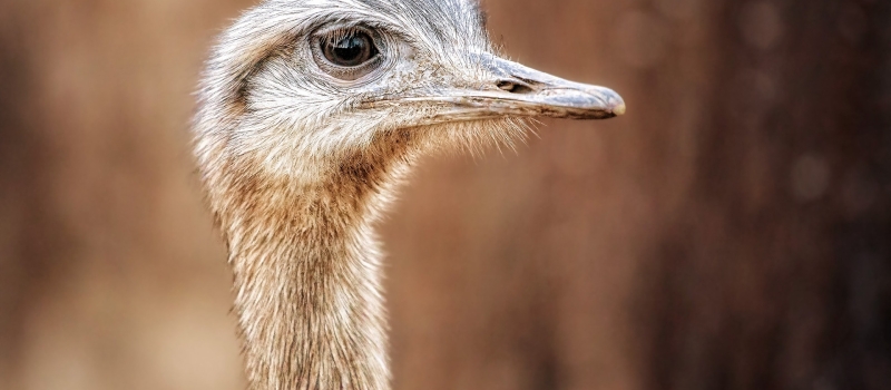 Ganadería emú